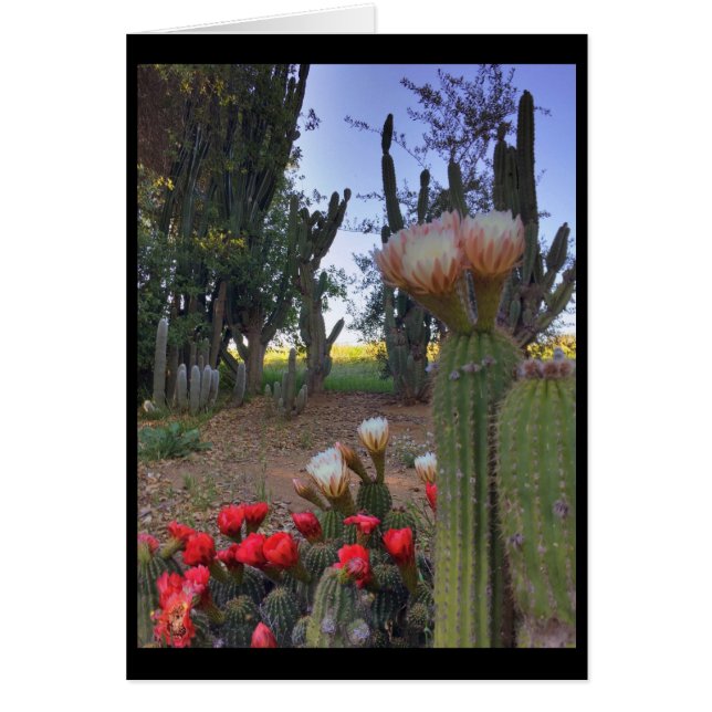 Cactus Bloom (Vorne)