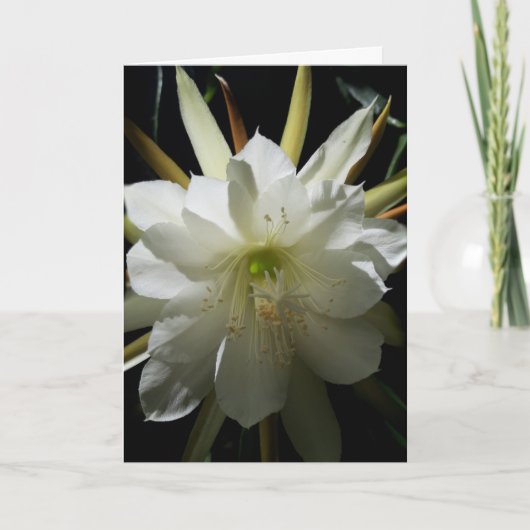 Cactus Bloom Card Karte (Vorderseite)
