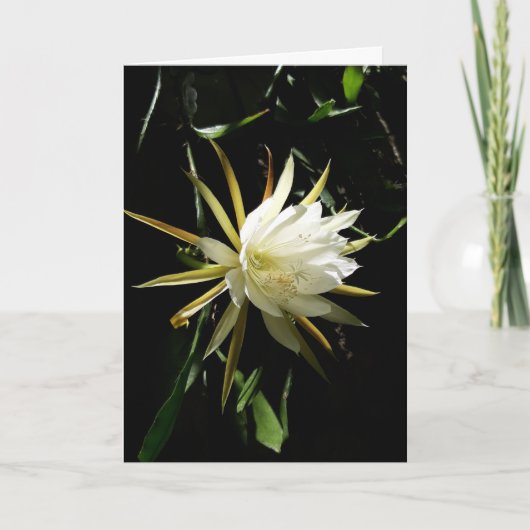 Cactus Bloom Card Karte (Vorderseite)