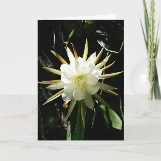 Cactus Bloom Card Karte (Vorderseite)