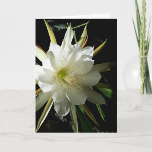 Cactus Bloom Karte (Vorderseite)