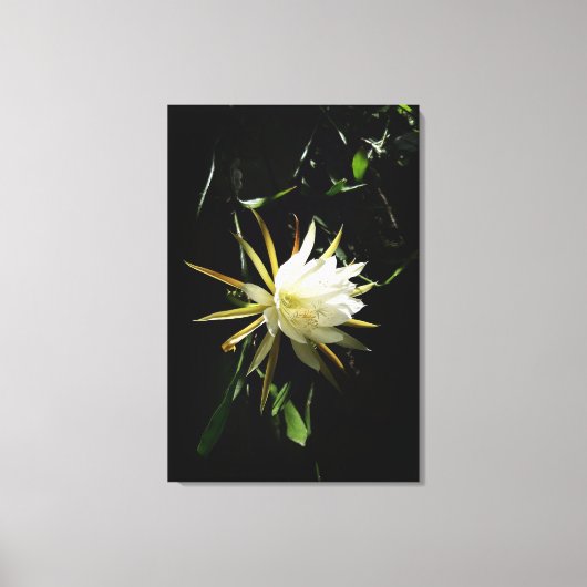 Cactus Bloom Leinwanddruck (Vorderseite)