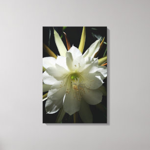 Cactus Bloom Leinwanddruck