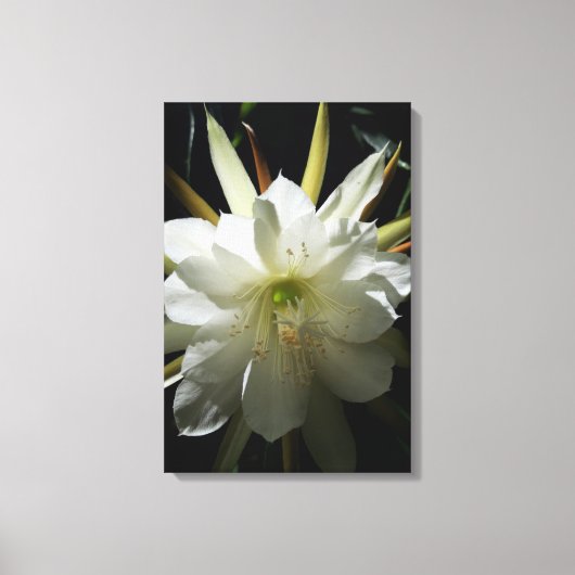 Cactus Bloom Leinwanddruck (Vorderseite)