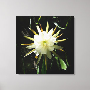 Cactus Bloom Leinwanddruck