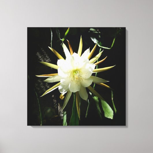 Cactus Bloom Leinwanddruck (Vorderseite)