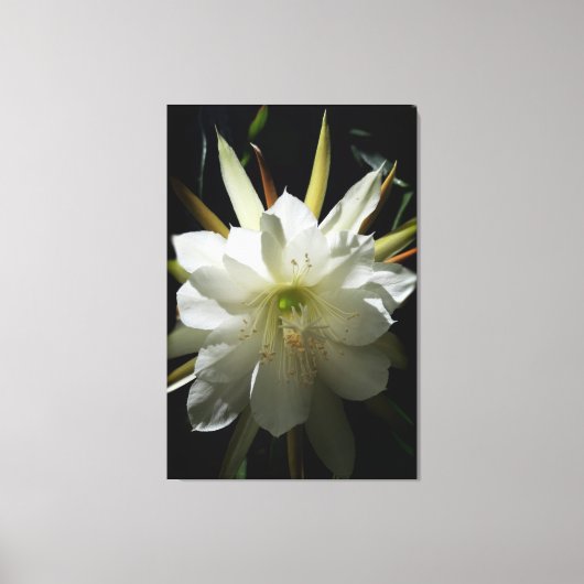 Cactus Bloom Leinwanddruck (Vorderseite)