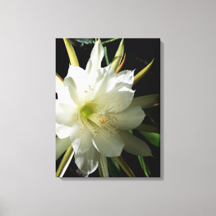 Cactus Bloom Leinwanddruck