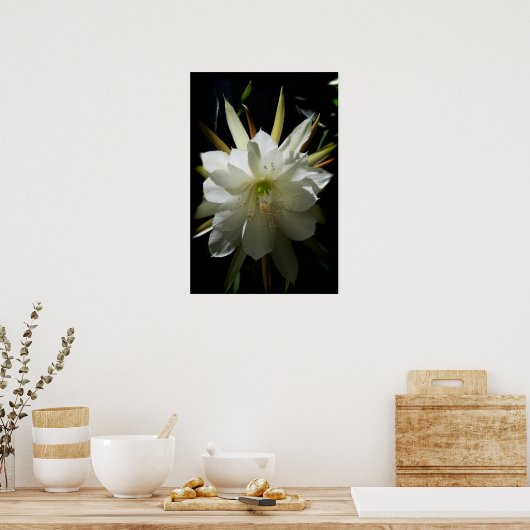 Cactus Bloom Poster (Küche)