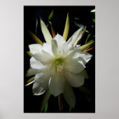 Cactus Bloom Poster (Vorne)