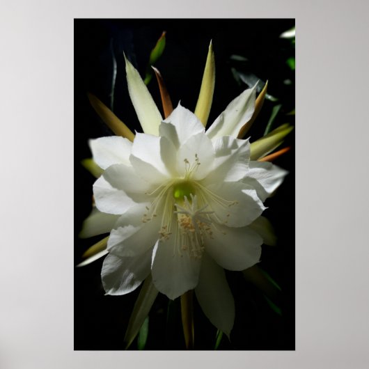 Cactus Bloom Poster (Vorne)