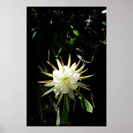Cactus Bloom Poster (Vorne)