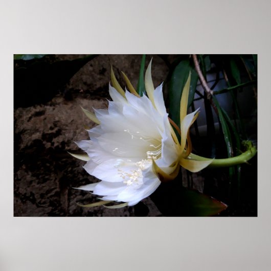 Cactus Bloom Poster (Vorne)