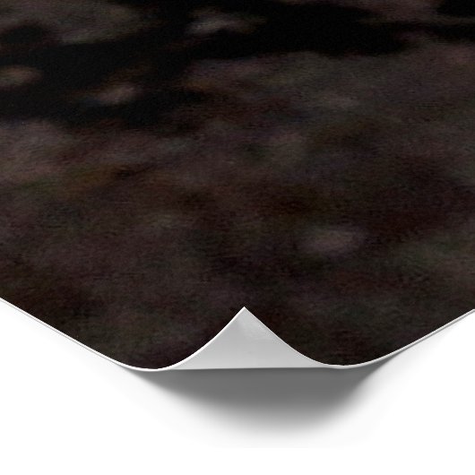 Cactus Bloom Poster (Ecke)