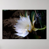 Cactus Bloom Poster (Vorne)