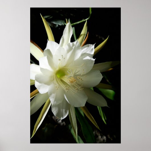 Cactus Bloom Poster (Vorne)
