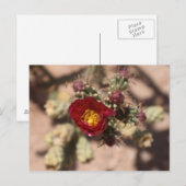 Cactus Bloom Postkarte (Vorne/Hinten)