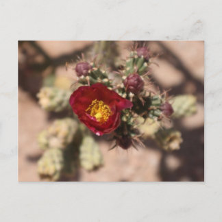 Cactus Bloom Postkarte