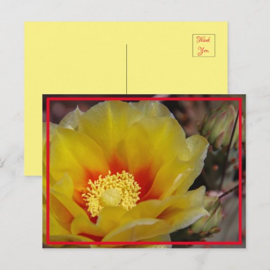 Cactus Bloom Postkarte (Vorne/Hinten)