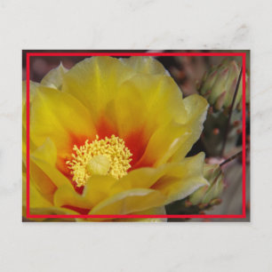Cactus Bloom Postkarte