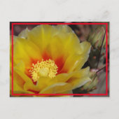 Cactus Bloom Postkarte (Vorderseite)