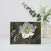 Cactus Bloom Postkarte (Stehend Vorderseite)