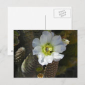 Cactus Bloom Postkarte (Vorne/Hinten)