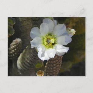 Cactus Bloom Postkarte