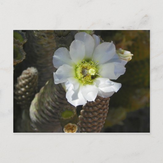 Cactus Bloom Postkarte (Vorderseite)