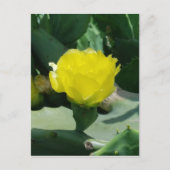 Cactus Bloom Postkarte (Vorderseite)