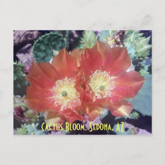 Cactus Bloom, Sedona, AZ Postkarte
