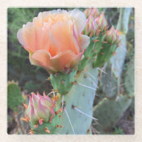 Cactus Blooms Pink Wüste Blume Foto