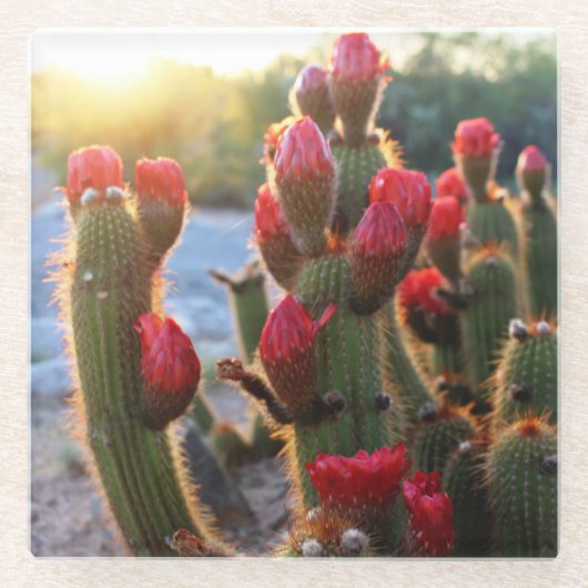 Cactus Blooms Red Sunset Wüste Blume Foto Glasuntersetzer (Vorderseite)