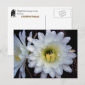 Cactus Blume 4355 Postkarte (Vorne/Hinten)