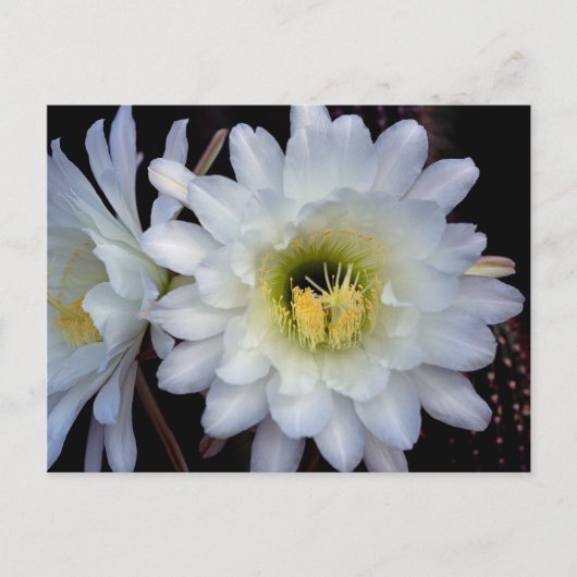 Cactus Blume 4355 Postkarte (Vorderseite)
