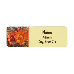 Cactus Blume Foto Bright Orange Floral