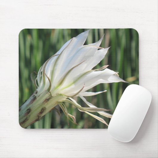 Cactus Blume Foto Mousepad (Mit Mouse)
