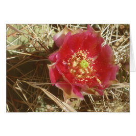 Cactus Blume in Grand Canyon