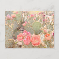 Cactus Blume Pink Blooms Sunset