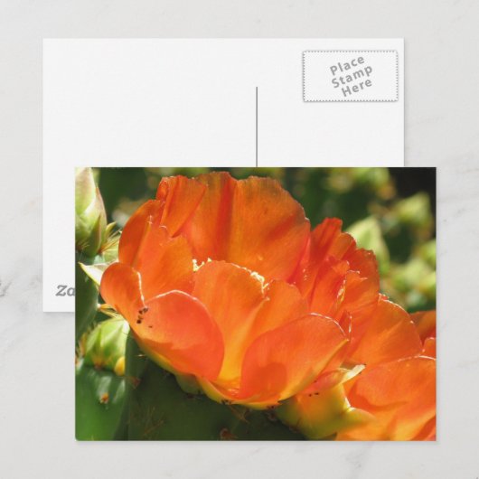 Cactus Blume Postcard Postkarte (Vorne/Hinten)