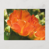 Cactus Blume Postcard Postkarte (Vorderseite)