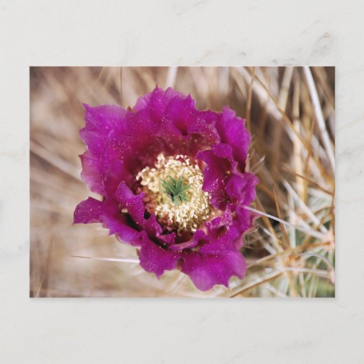 Cactus Blume Postcard Postkarte (Vorderseite)