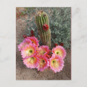 Cactus Blume Postcard Postkarte (Vorderseite)