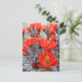 Cactus Blume Red Blooms Claret Cups Postkarte (Stehend Vorderseite)