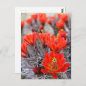 Cactus Blume Red Blooms Claret Cups Postkarte (Vorne/Hinten)