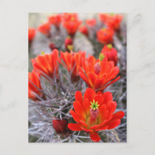 Cactus Blume Red Blooms Claret Cups Postkarte