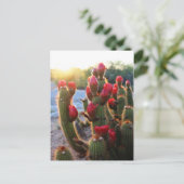 Cactus Blume Red Blooms Sunset Postkarte (Stehend Vorderseite)