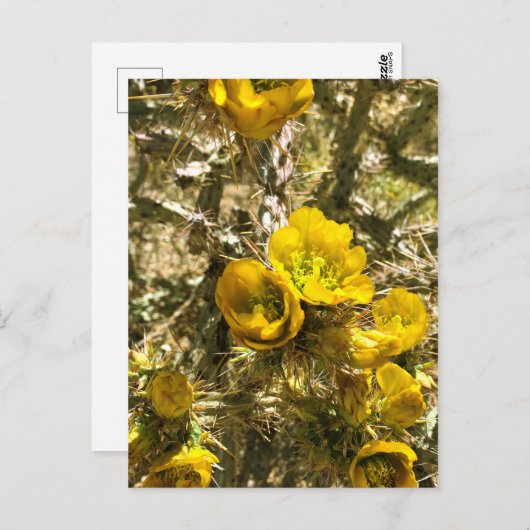 Cactus Blume Yellow Cholla Blooms Postkarte (Vorne/Hinten)
