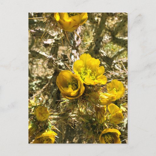 Cactus Blume Yellow Cholla Blooms Postkarte (Vorderseite)