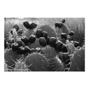 Cactus candy fotodruck